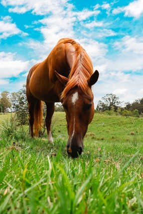 蓝色天空绿色草地马吃草图片